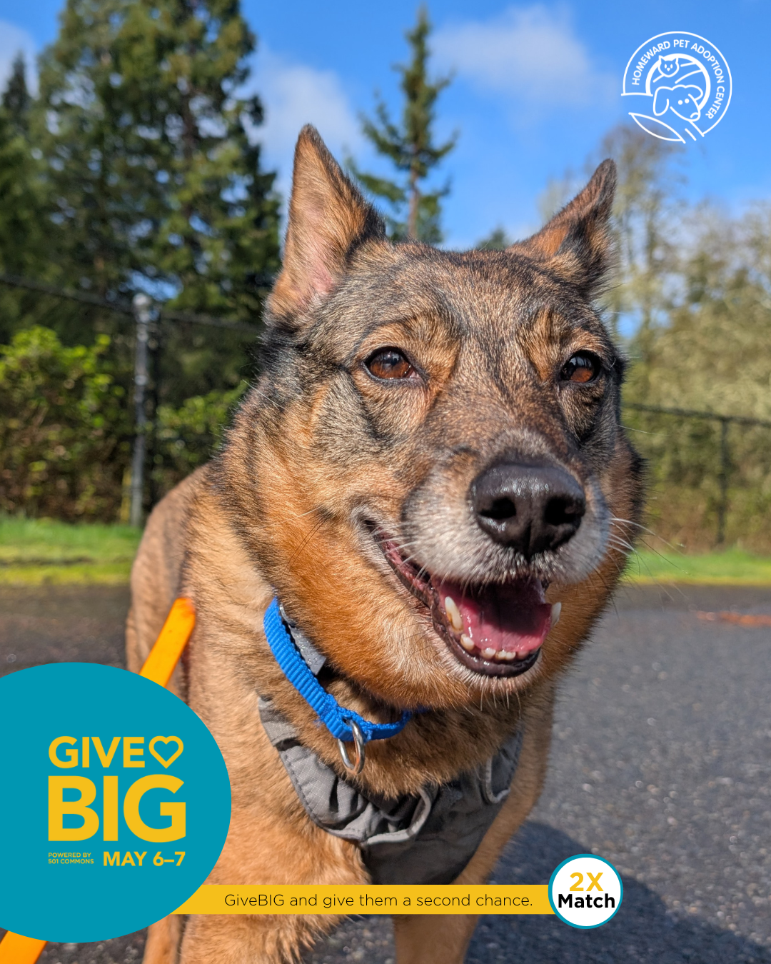 Homeward Pet | Help other pets like Kaia get the care they deserve