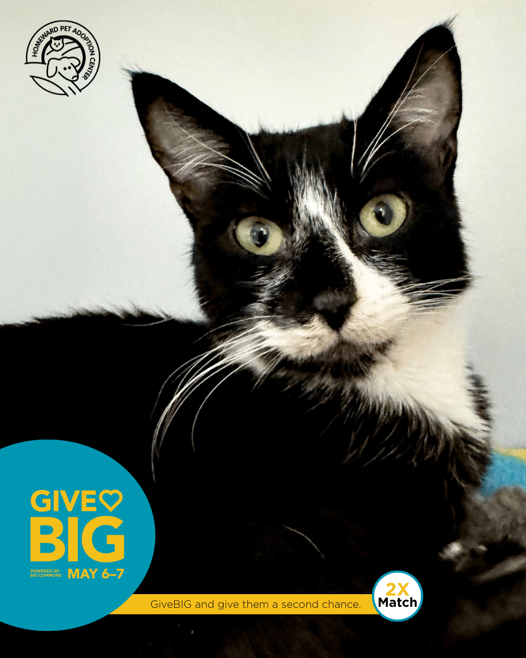 Homeward Pet | Let’s Change Lives Together 🐾
