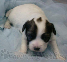 Calculating Your Puppy’s Adult Weight – Paw Print