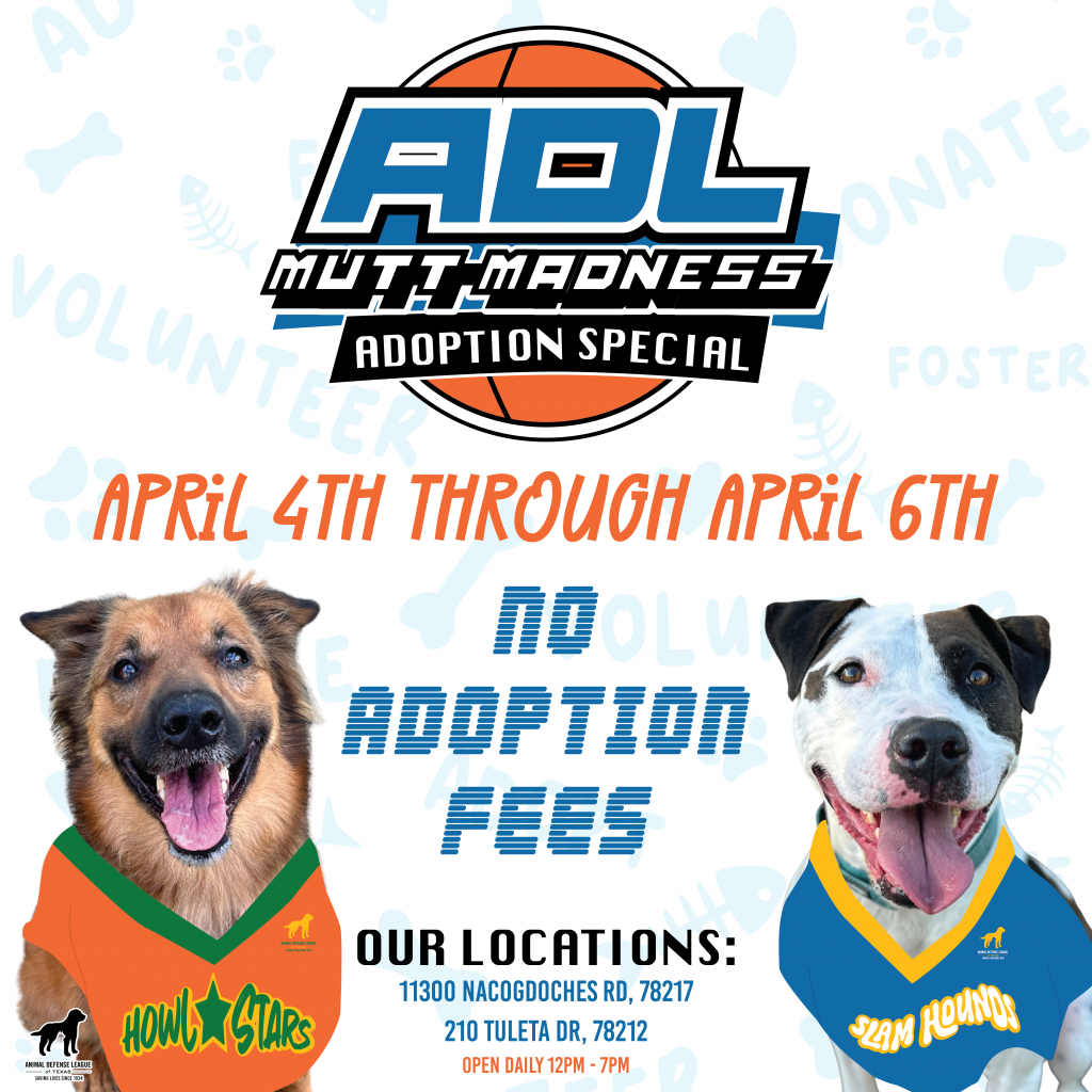Mutt Madness Makes Headlines! – Animal Defense League of Texas – San Antonio