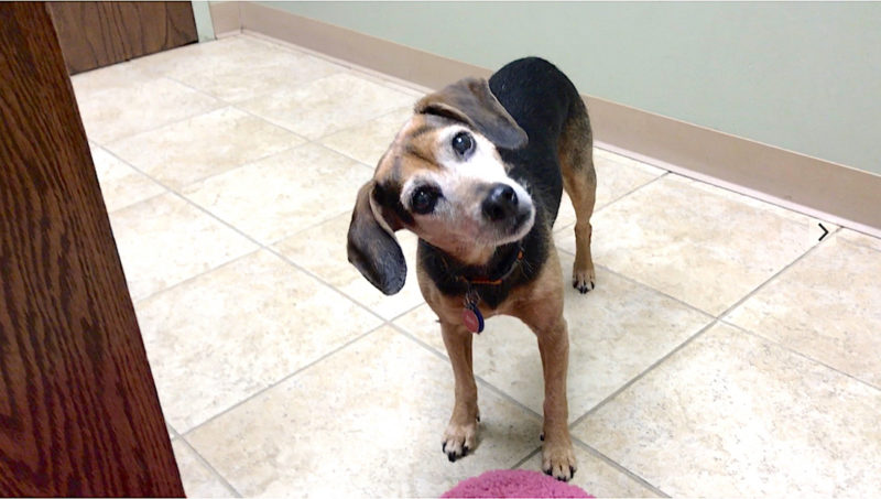 If Your Dog Is Afraid of Fireworks, Contact Your Vet Now