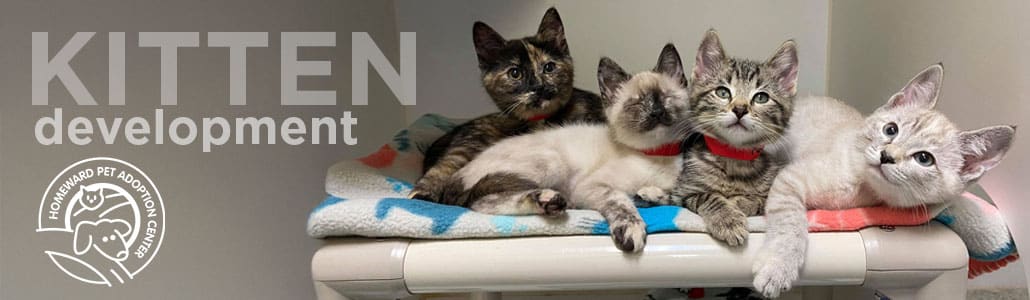 Homeward Pet | Kitten Development