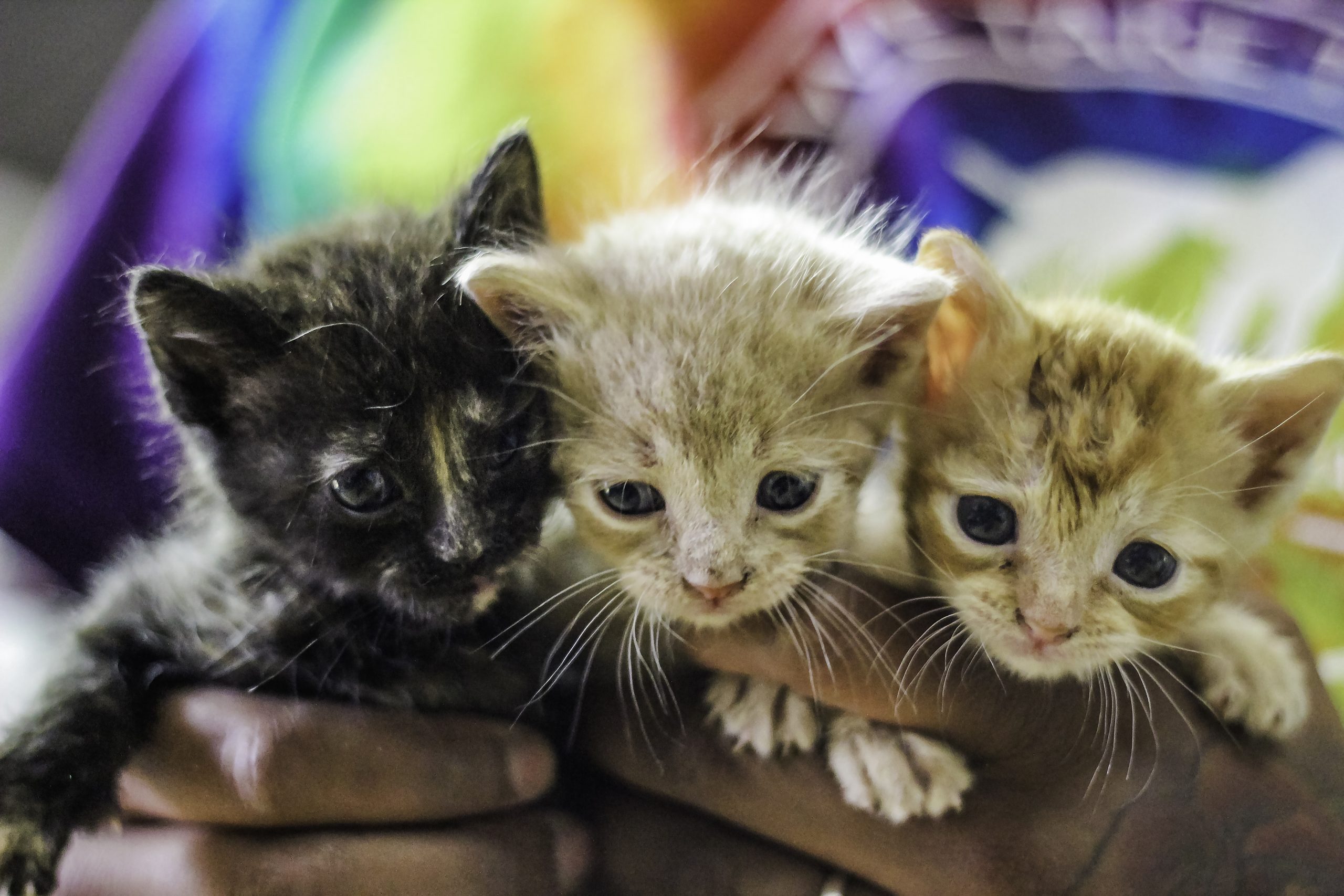 Free Spay/Neuter for Community Cats! 🐱✨ – Animal Defense League of Texas – San Antonio